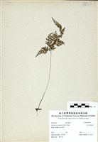 藏品(高山金粉蕨)的圖片